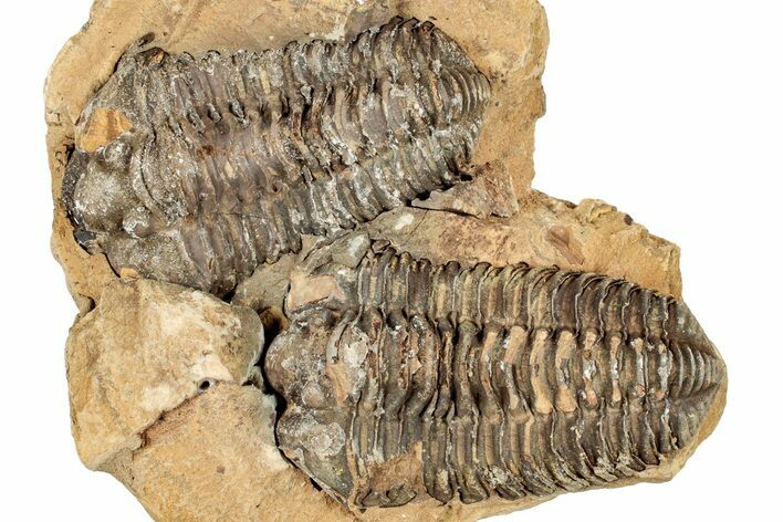 Fossil Calymene Trilobites In Nodule (Pos/Neg) - Morocco #251725